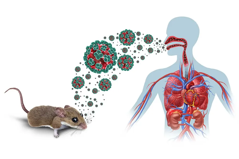 hantavirus